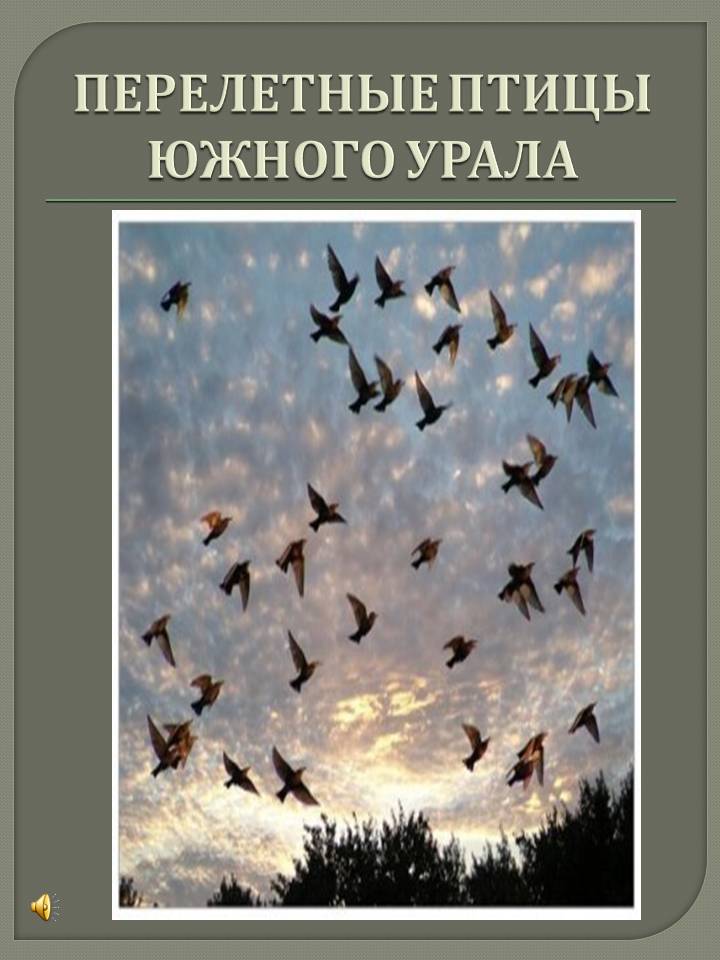 Перелетные Птицы Урала Фото